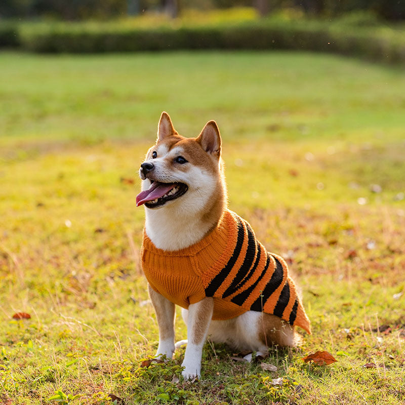 Halloween dog sweater: Cozy cosplay outfit for your four-legged friend