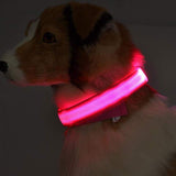 LED Light Up Pet Collar: Safety &amp; style during late night walks