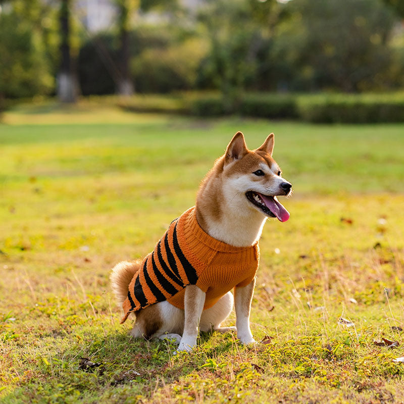 Halloween dog sweater: Cozy cosplay outfit for your four-legged friend