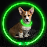 Light-up pet collar for nighttime safety!